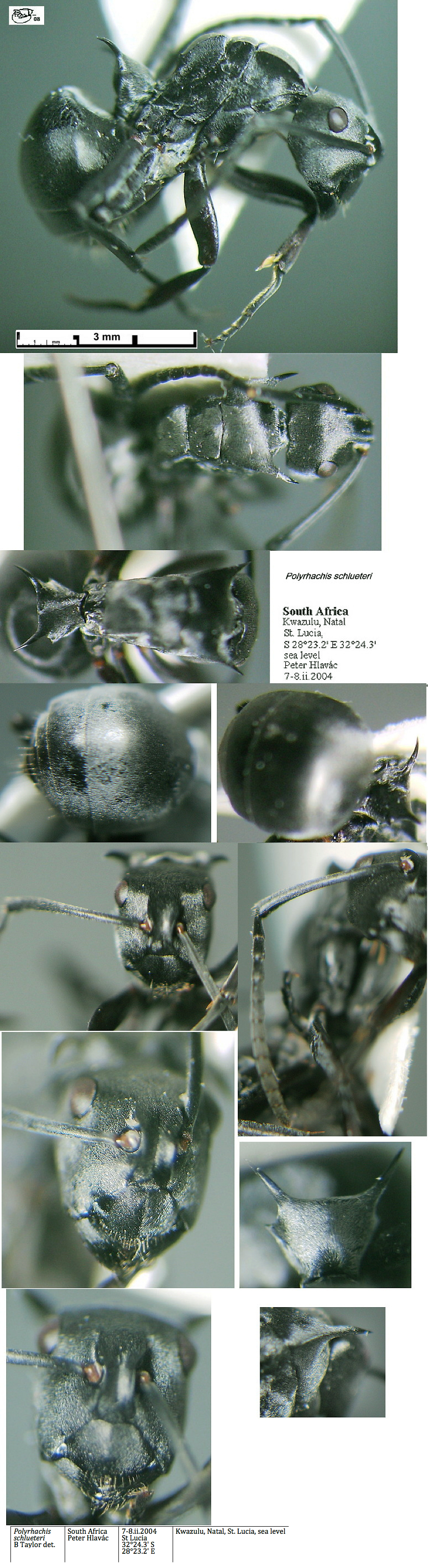 {Polyrhachis schlueteri}