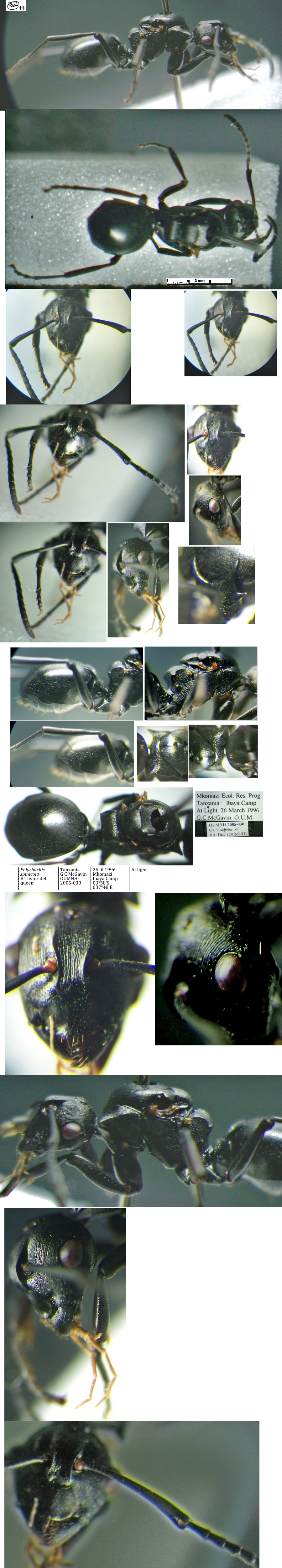 {Polyrhachis spinicola}