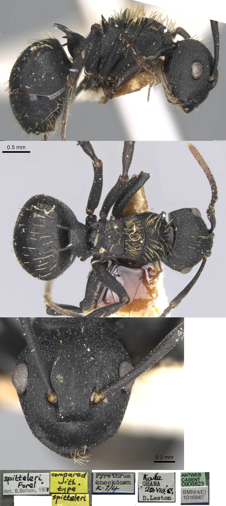 Polyrhachis spitteleri