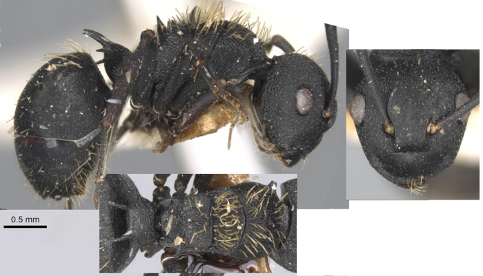 Polyrhachis spitteleri