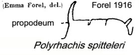 {Polyrhachis spitteleri}