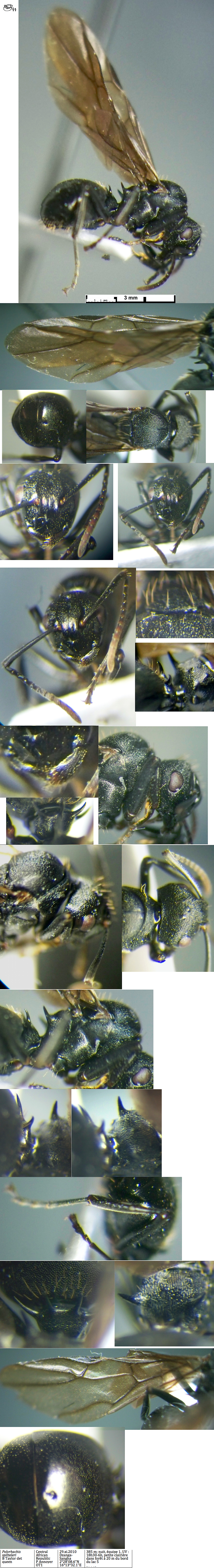 {Polyrhachis spitteleri}