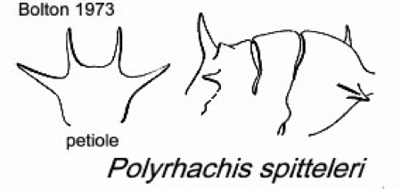 {Polyrhachis spitteleri}