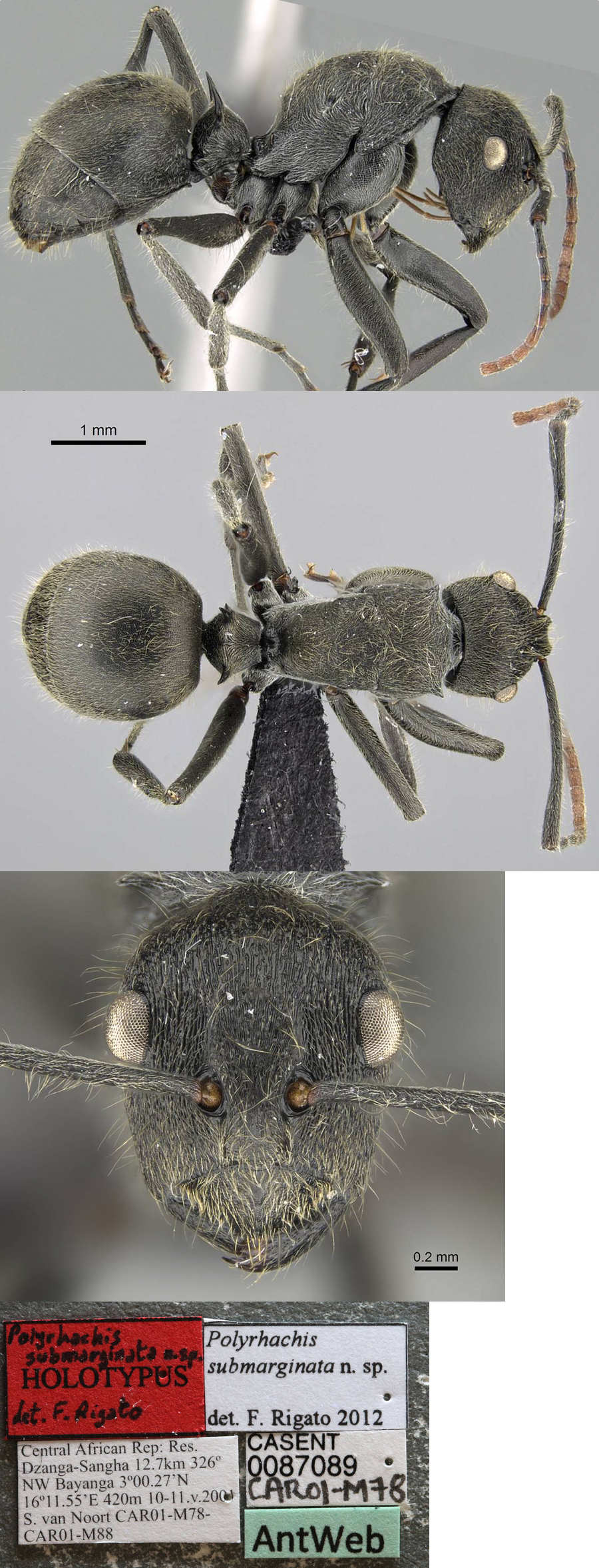 {Polyrhachis submarginata}