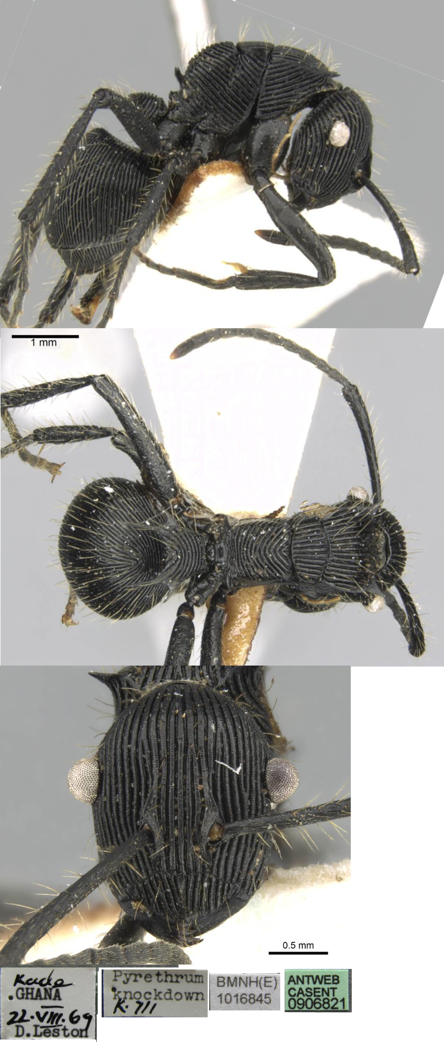 Polyrhachis sulcata