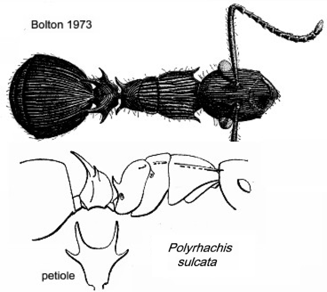 {Polyrhachis sulcata}