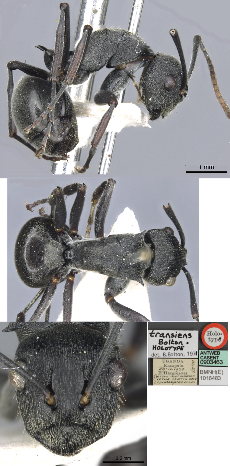 Polyrhachis transiens