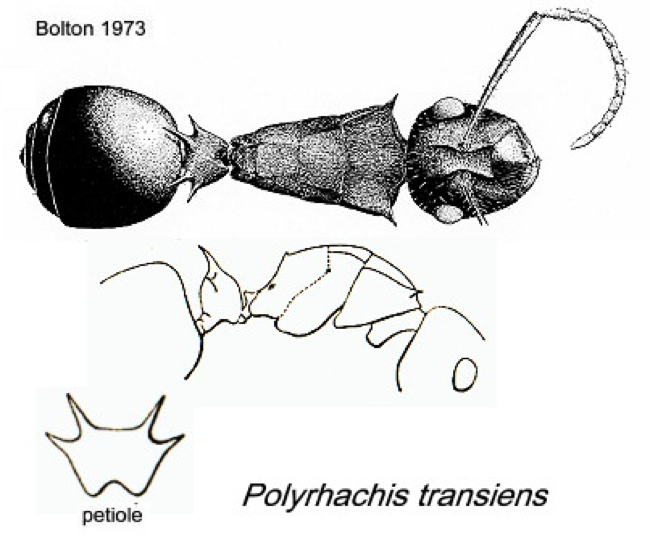 {Polyrhachis transiens}