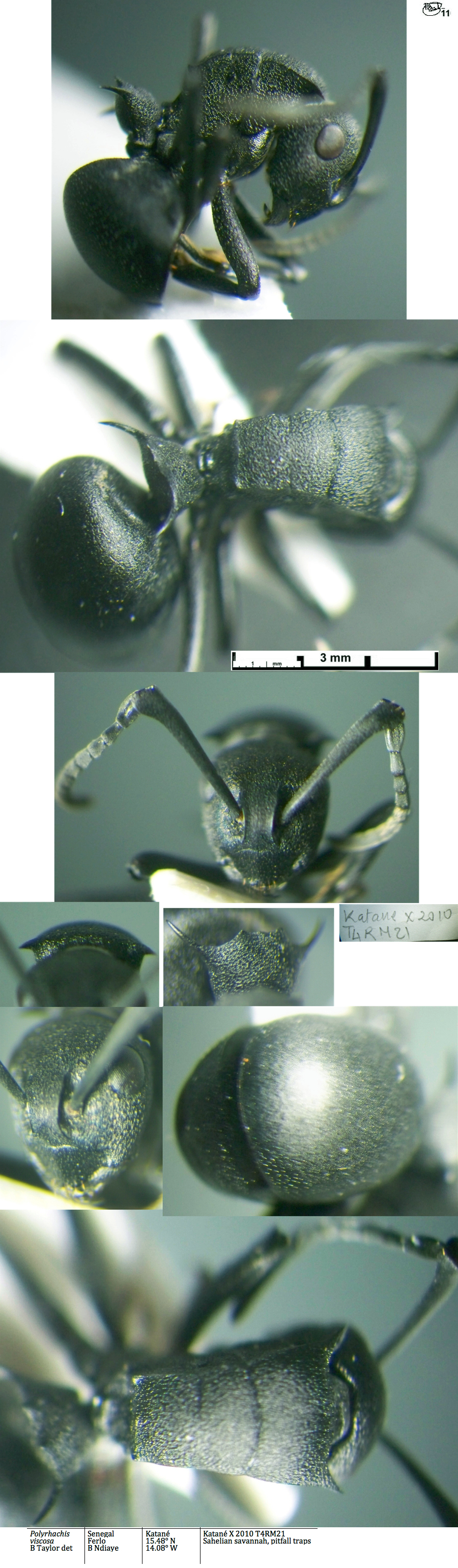 {Polyrhachis viscosa}