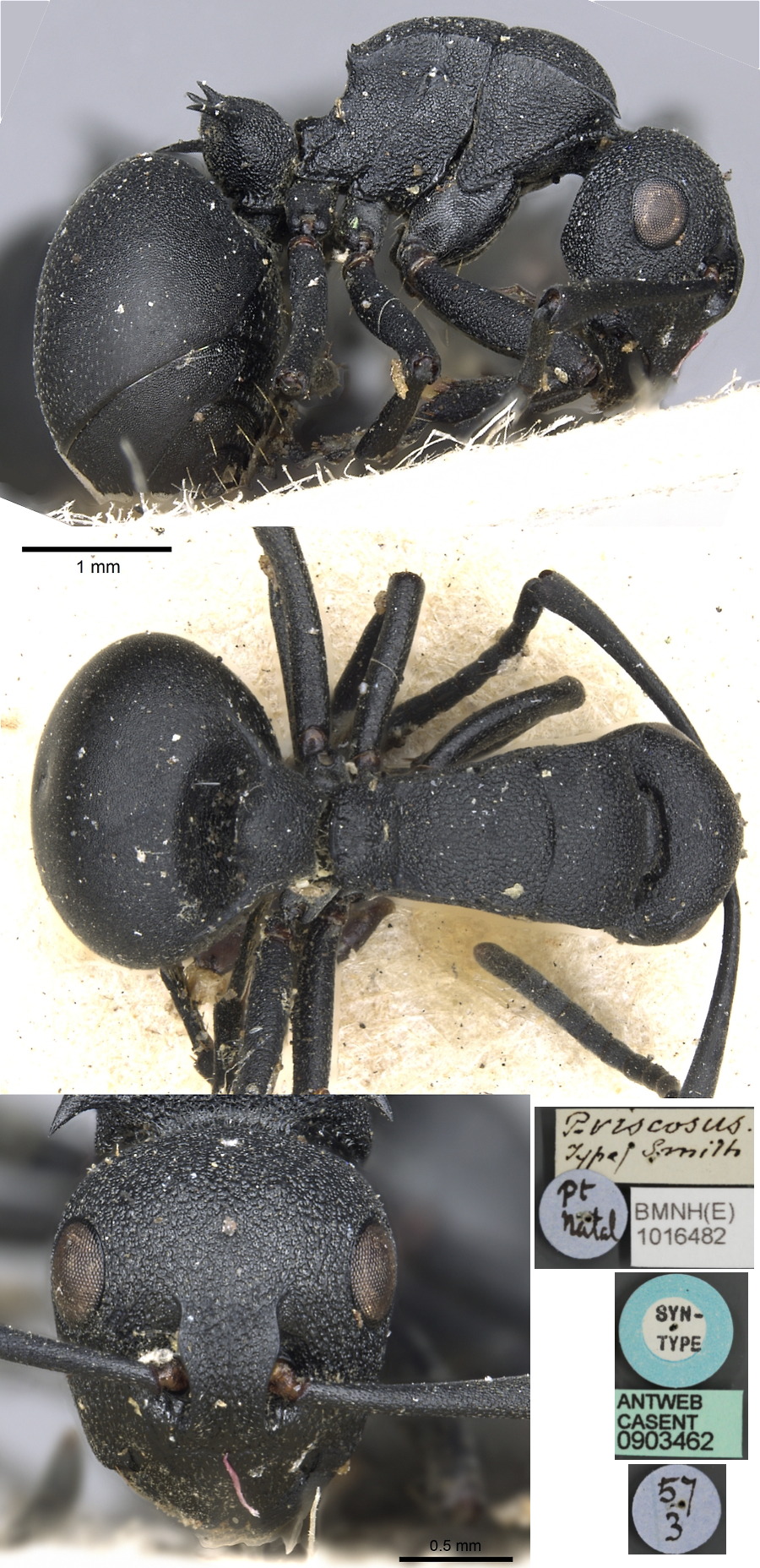 Polyrhachis viscosa