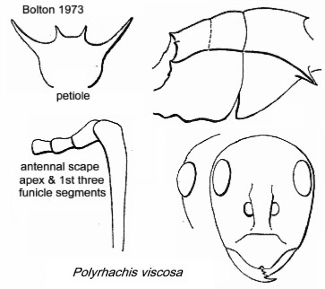 {Polyrhachis viscosa}