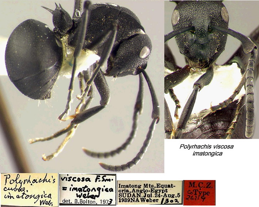 {Polyrhachis viscosa imatongica}