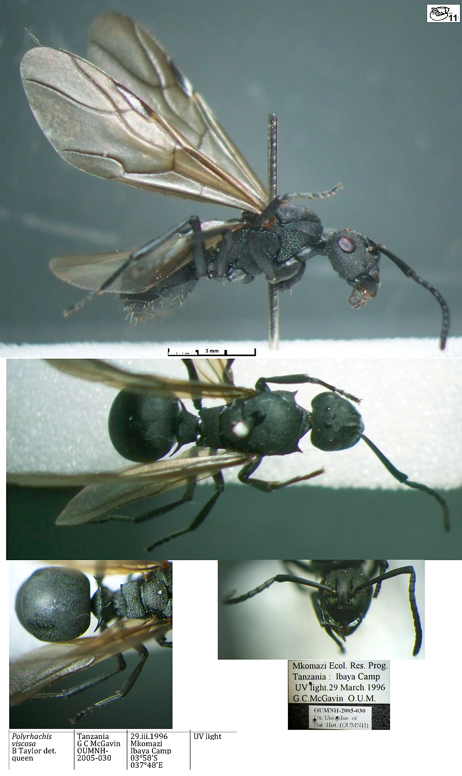 {Polyrhachis viscosa}