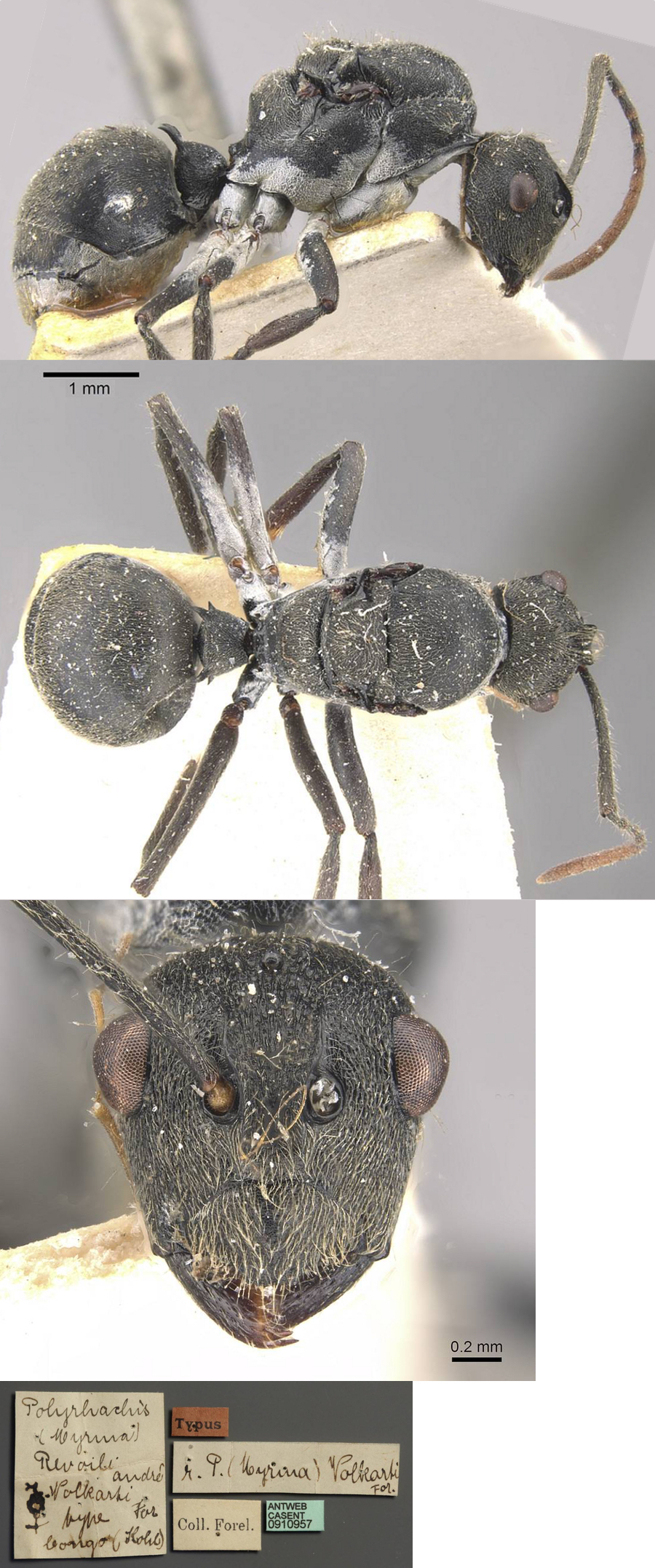 Polyrhachis volkarti queen