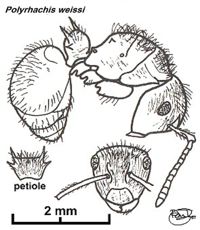 {Polyrhachis weissi}