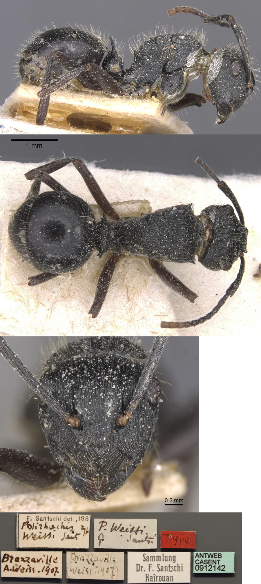 Polyrhachis weissi