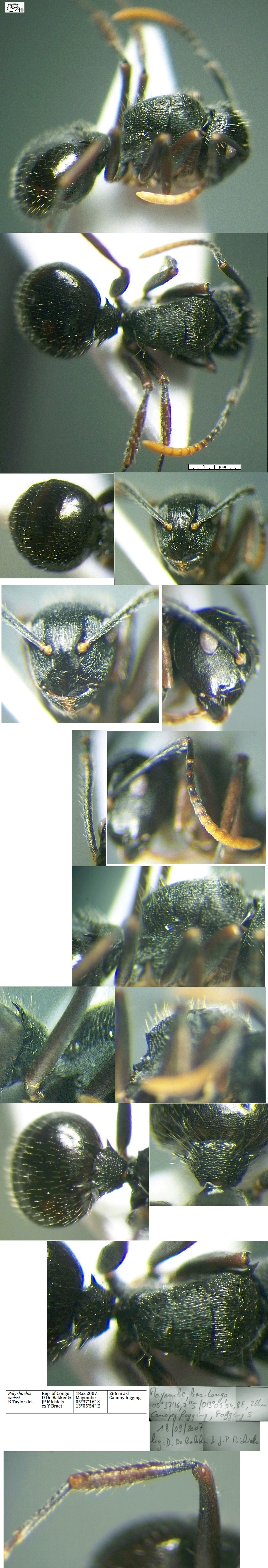 {Polyrhachis weissi}