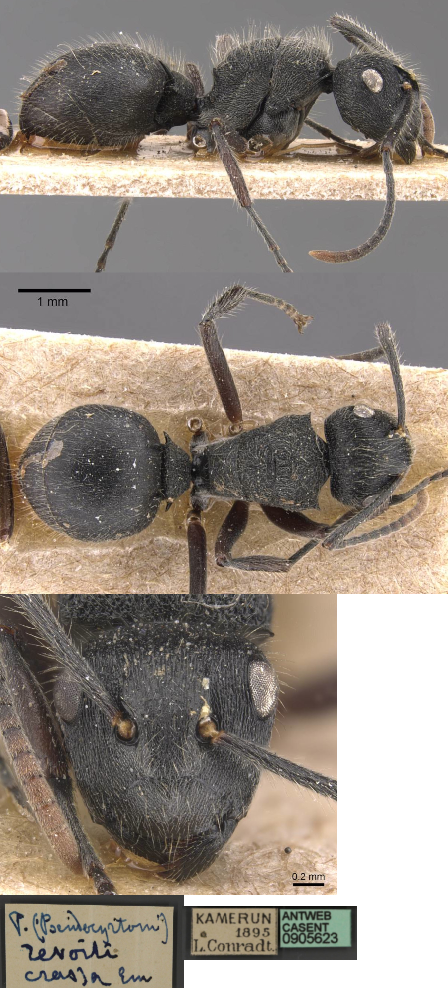 Polyrhachis weissi crassa