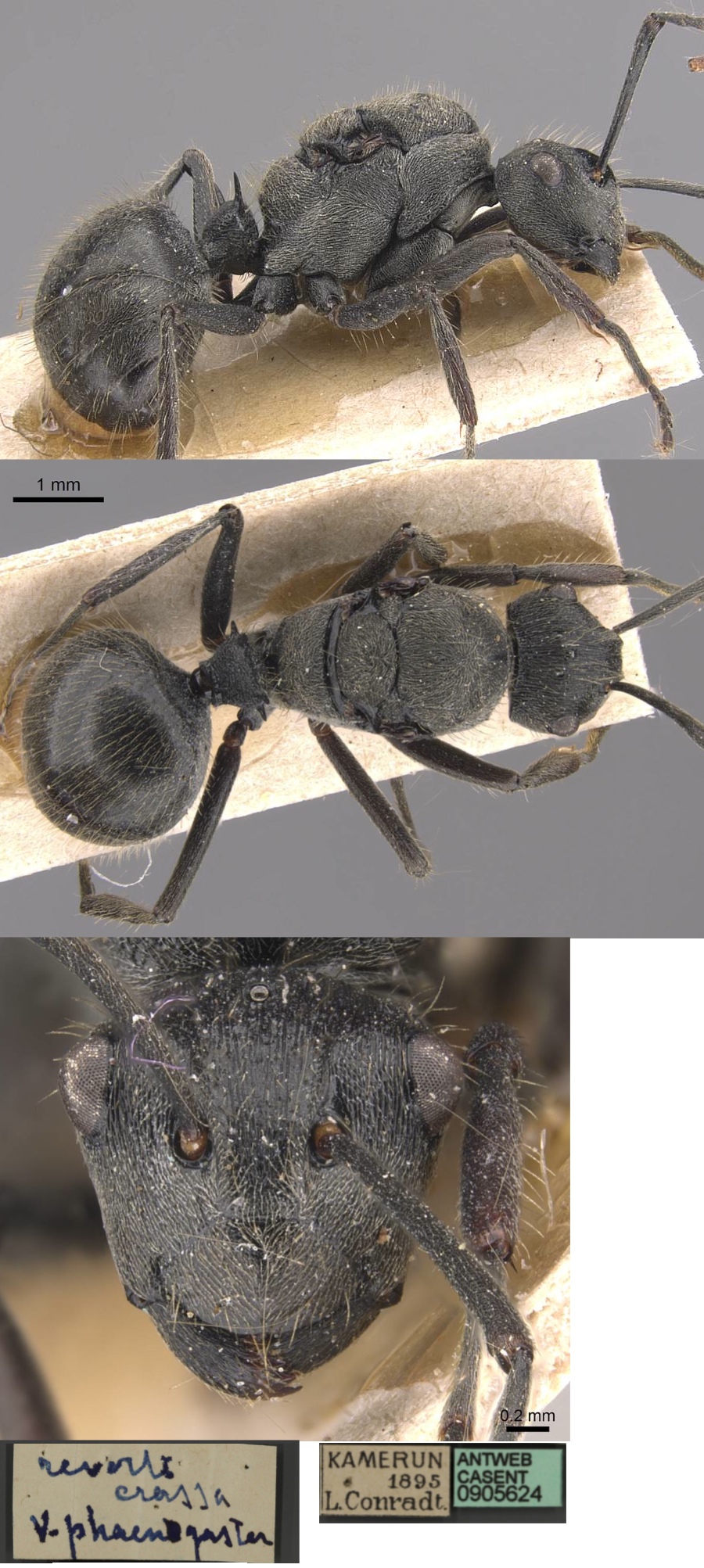 Polyrhachis playtyomma