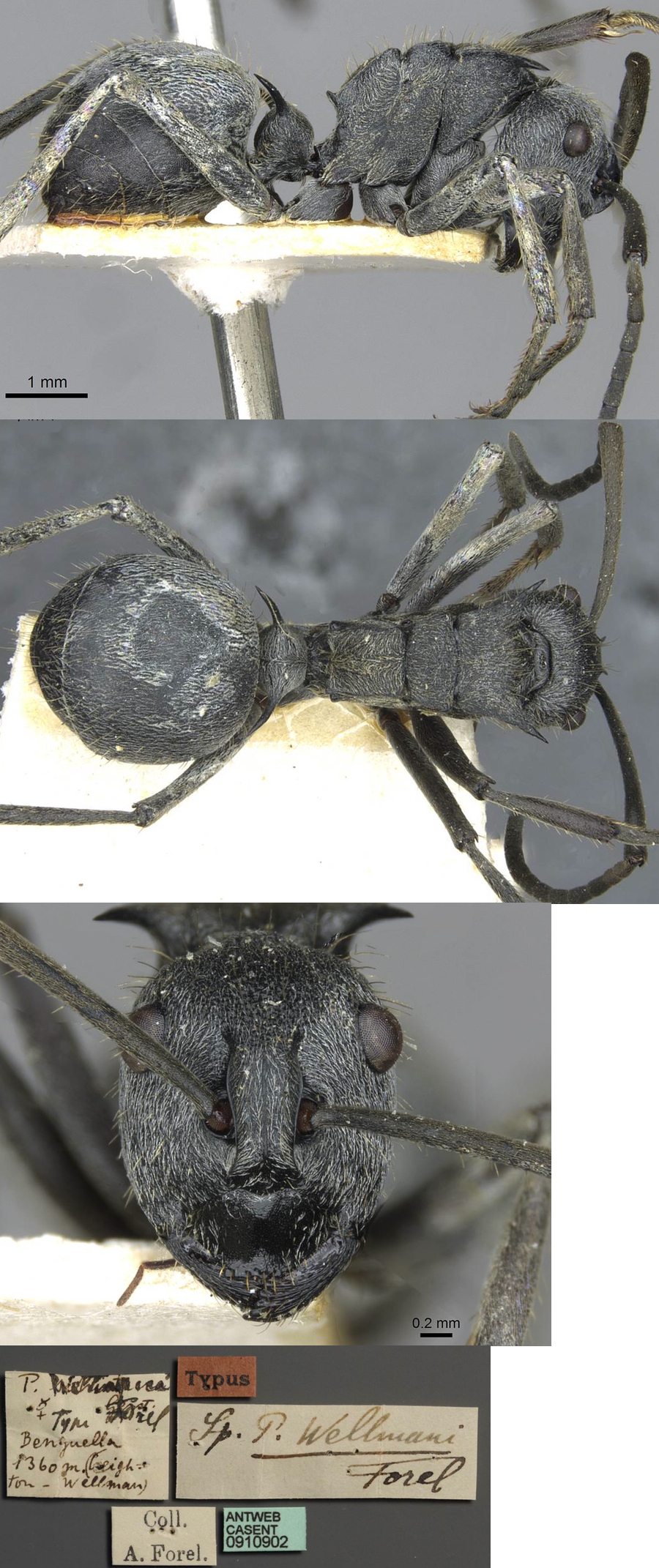 Polyrhachis wellmani