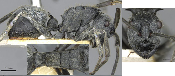 Polyrhachis wellmani