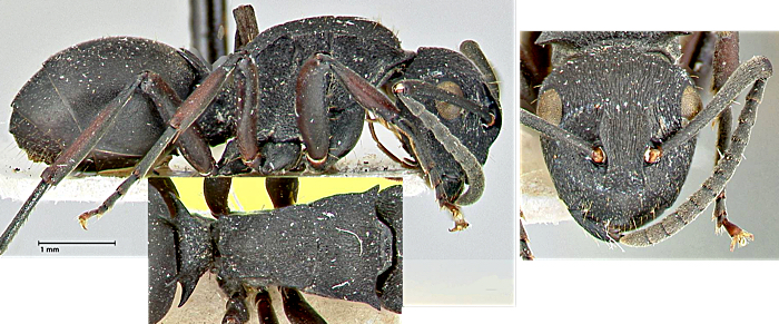 Polyrhachis wilmsi