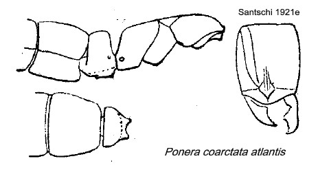 {Ponera coarctata atlantis}