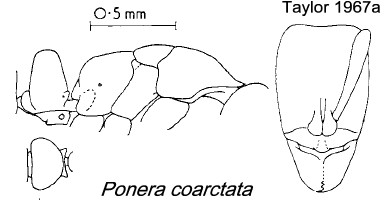 {Ponera coarctata}