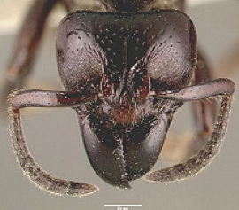 {Centromyrmex arnoldi head}