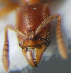 {Centromyrmex face}