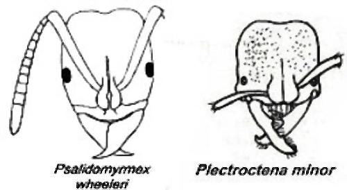 {Psalidomyrmex & Plectroctena faces}