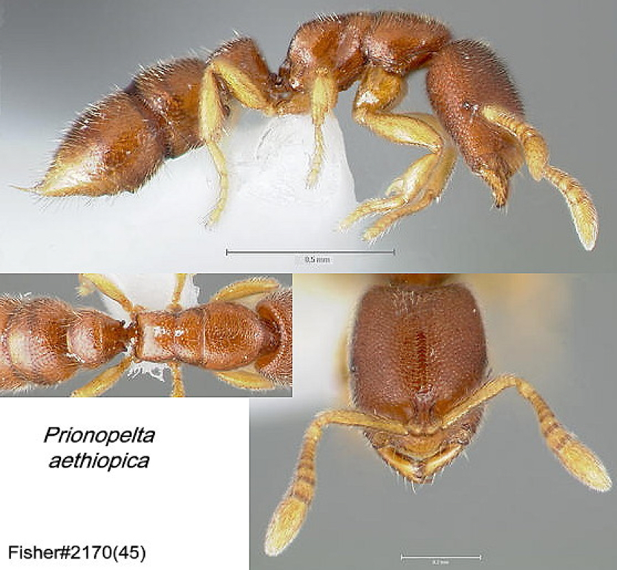 {Prionopelta aethiopica}