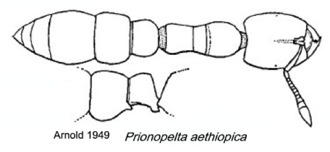 {Prionopelta aethiopica}