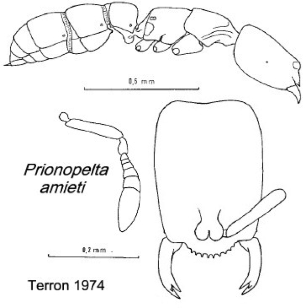 {Prionopelta amieti}