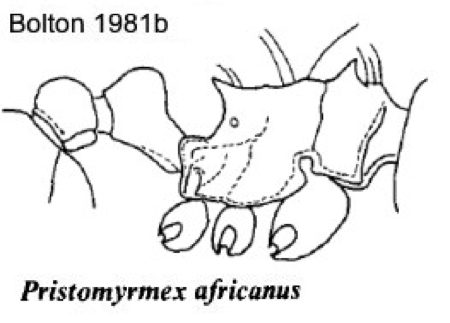 {Pristomyrmex africanus}