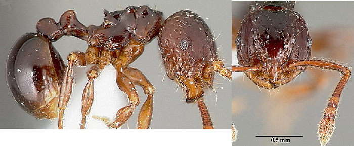 {Pristomyrmex africanus}