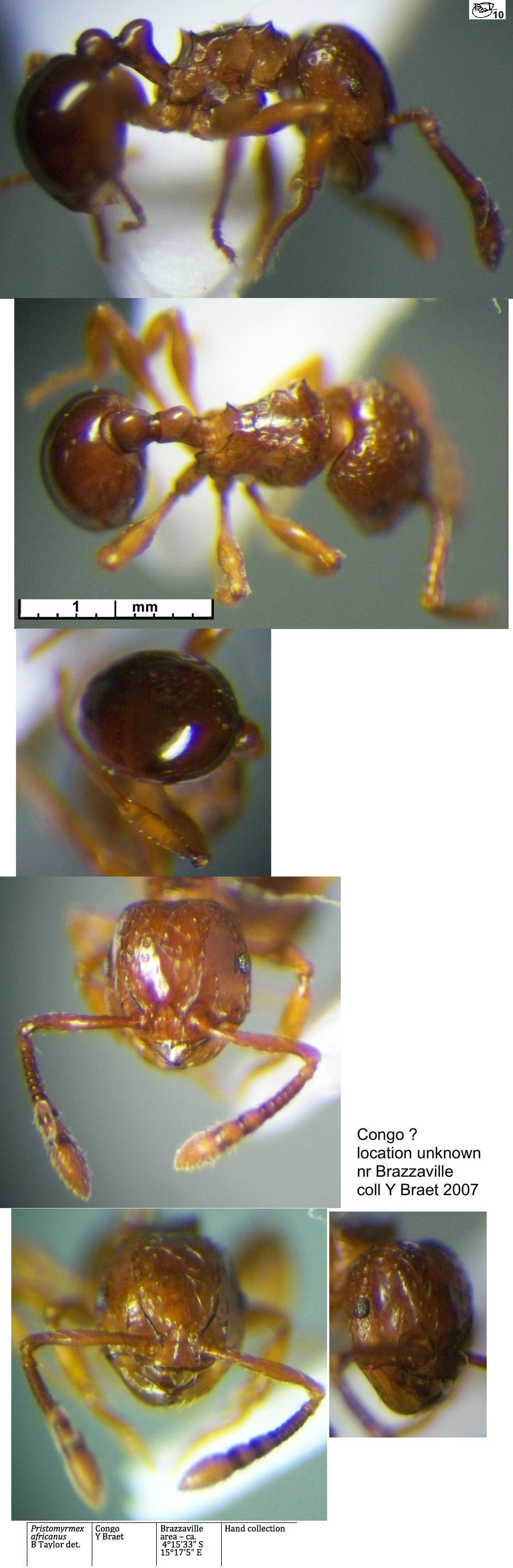 {Pristomyrmex africanus}