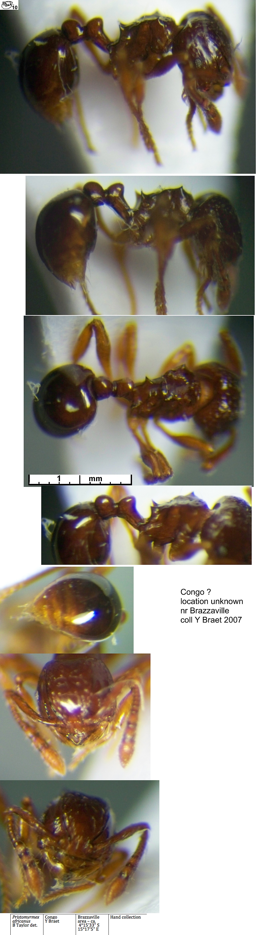 {Pristomyrmex africanus}