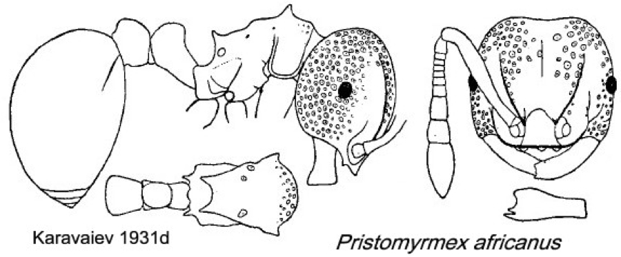 {Pristomyrmex africanus}