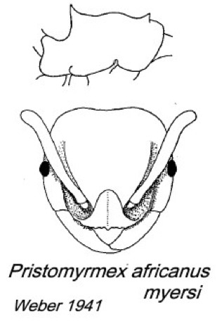 {Pristomyrmex africanus}