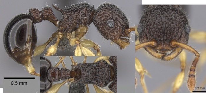 {Pristomyrmex cribrarius}