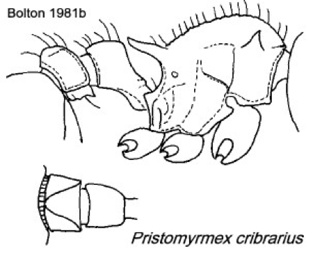 {Pristomtemx cribrarius}