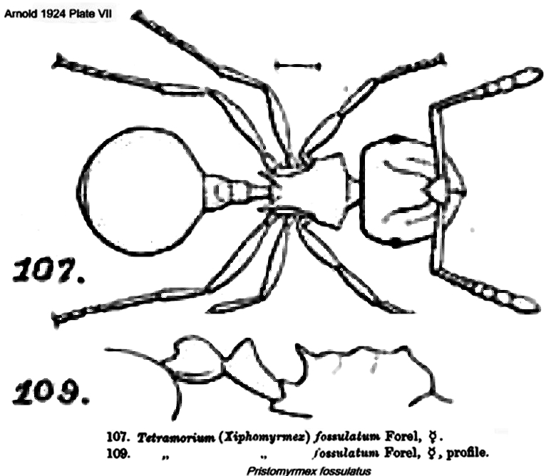 {Pristomyrmex fossulatus}