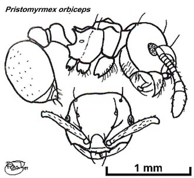 {Pristomyrmex orbiceps}