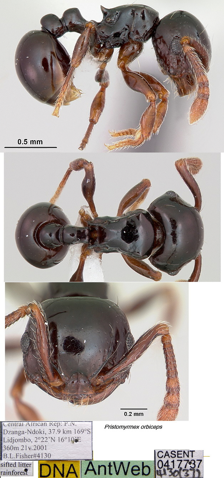 {Pristomyrmex orbiceps }