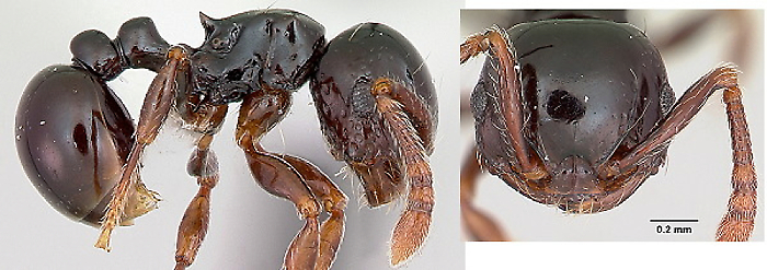 {Pristomyrmex orbiceps}