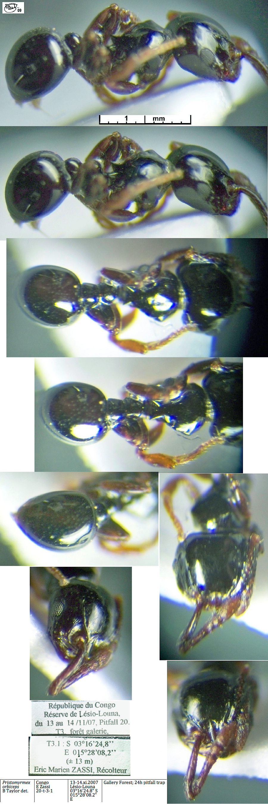 {Pristomyrmex orbiceps}