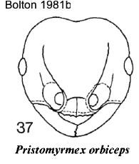 {Pristomyrmex orbiceps}