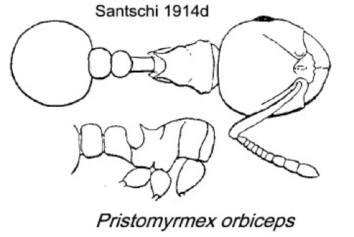 {Pristomyrmex orbiceps}