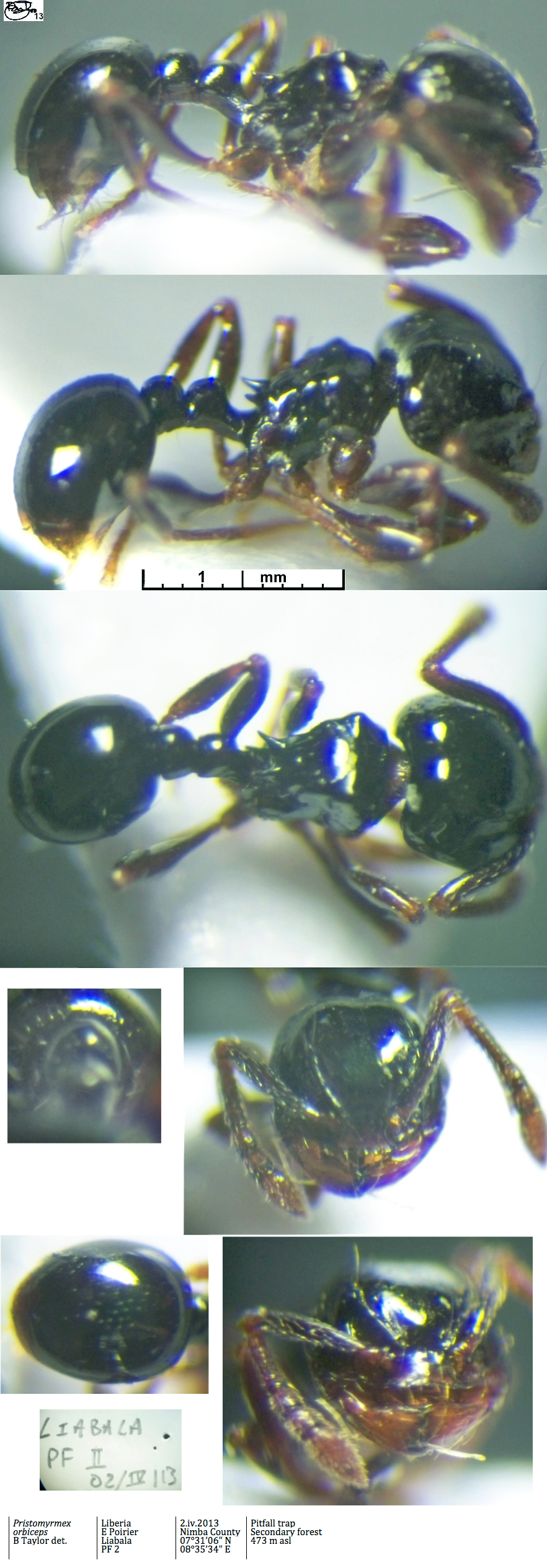 {Pristomyrmex orbiceps}